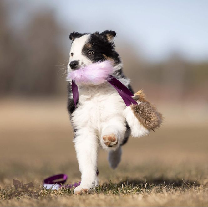 Hovedbilde Blekksprut leke S med bever, rev og kanin