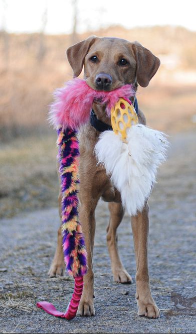 Hovedbilde Elastisk Hol-ee kometjagarkampis L