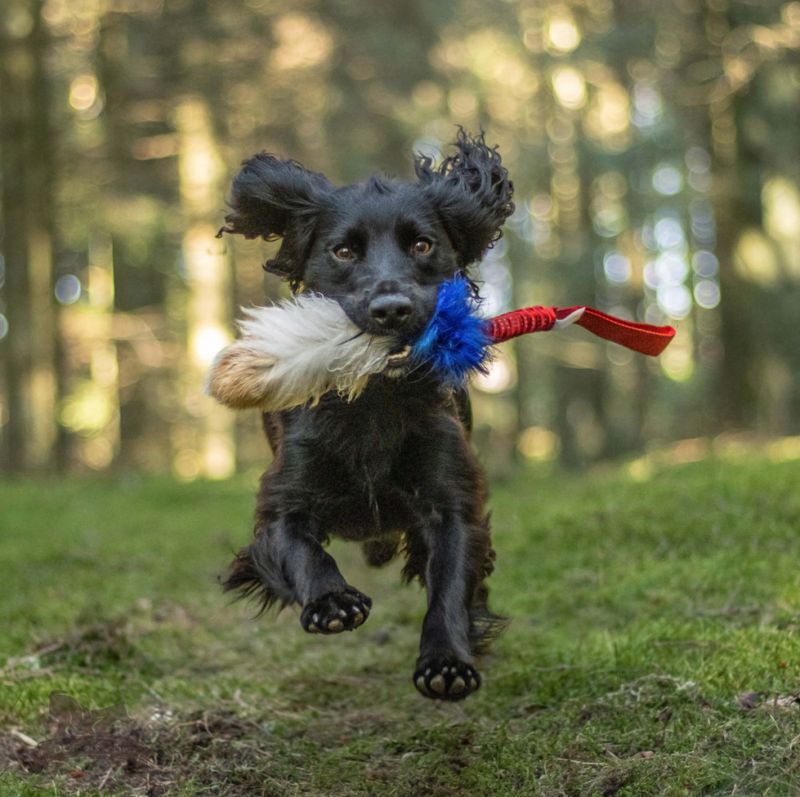 Elastisk tricolorkampis