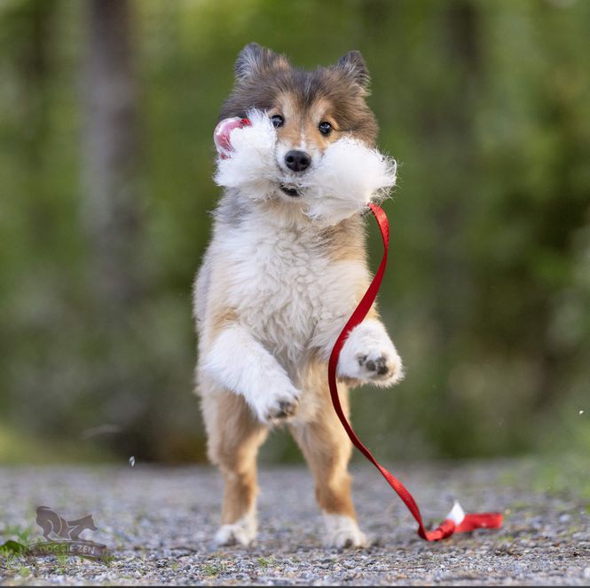 Hovedbilde Elastisk fårskinnsjagarkampis S med Amazing ...
