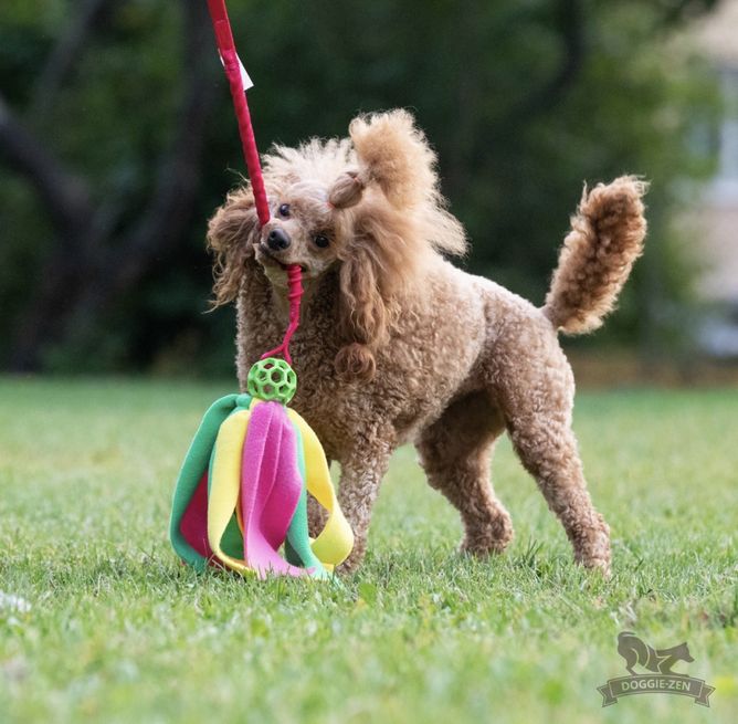 Hovedbilde Elastisk Hol-ee blekksprutkampis S