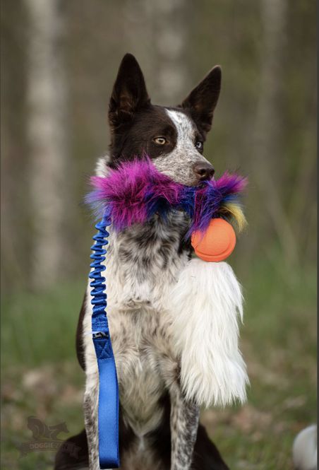 Hovedbilde Elastisk fuskpälskampis L med Chuckit & fårskinn 