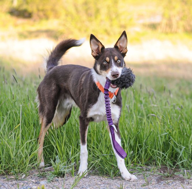 Hovedbilde Elastisk kaninballkampis M