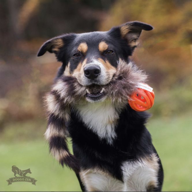 Hovedbilde Vaskebjørnhale L med Chuckit Air