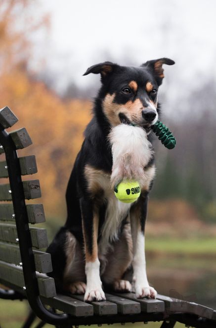 Hovedbilde Elastisk fickkampis fårskinn med KONG Air pipboll