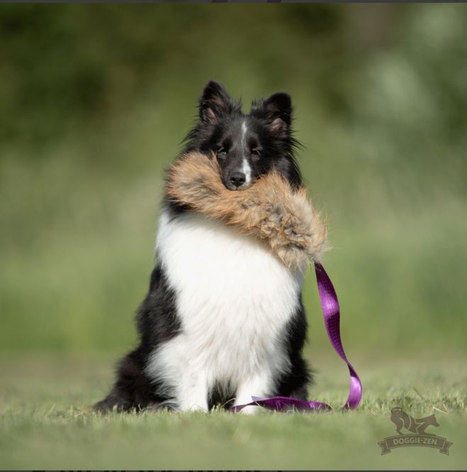 Hovedbilde Revejagerkampis L