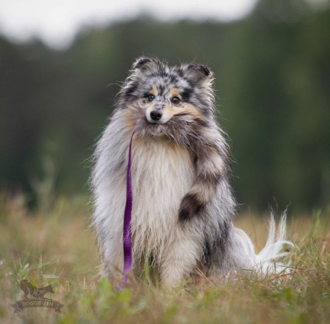 Hovedbilde Vaskebjørnjager