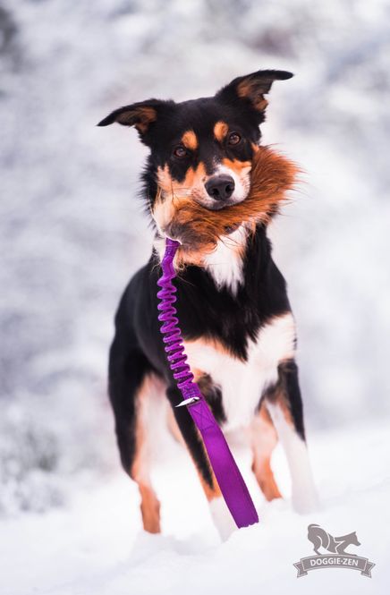 Hovedbilde Elastisk revkampis