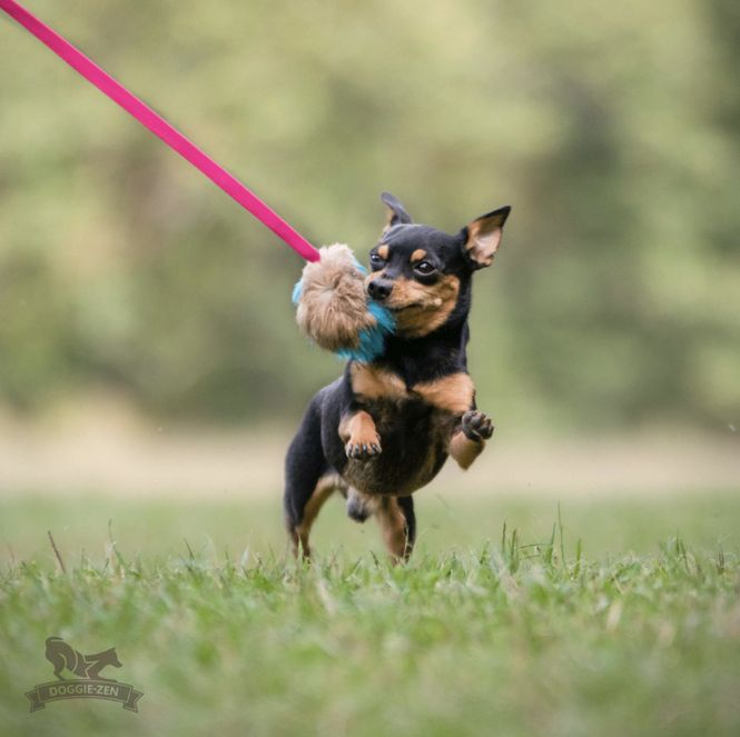 Hovedbilde Kaninpipjagare S