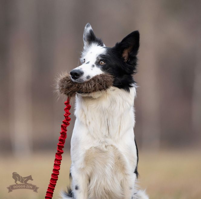 Hovedbilde Elastisk belønningsjagerkampis bever M